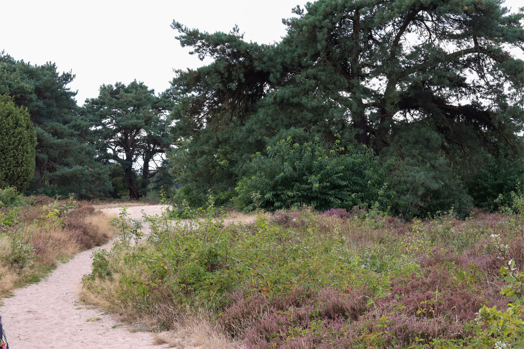 Wandelroute Echten in Drenthe over het Echtenerzand