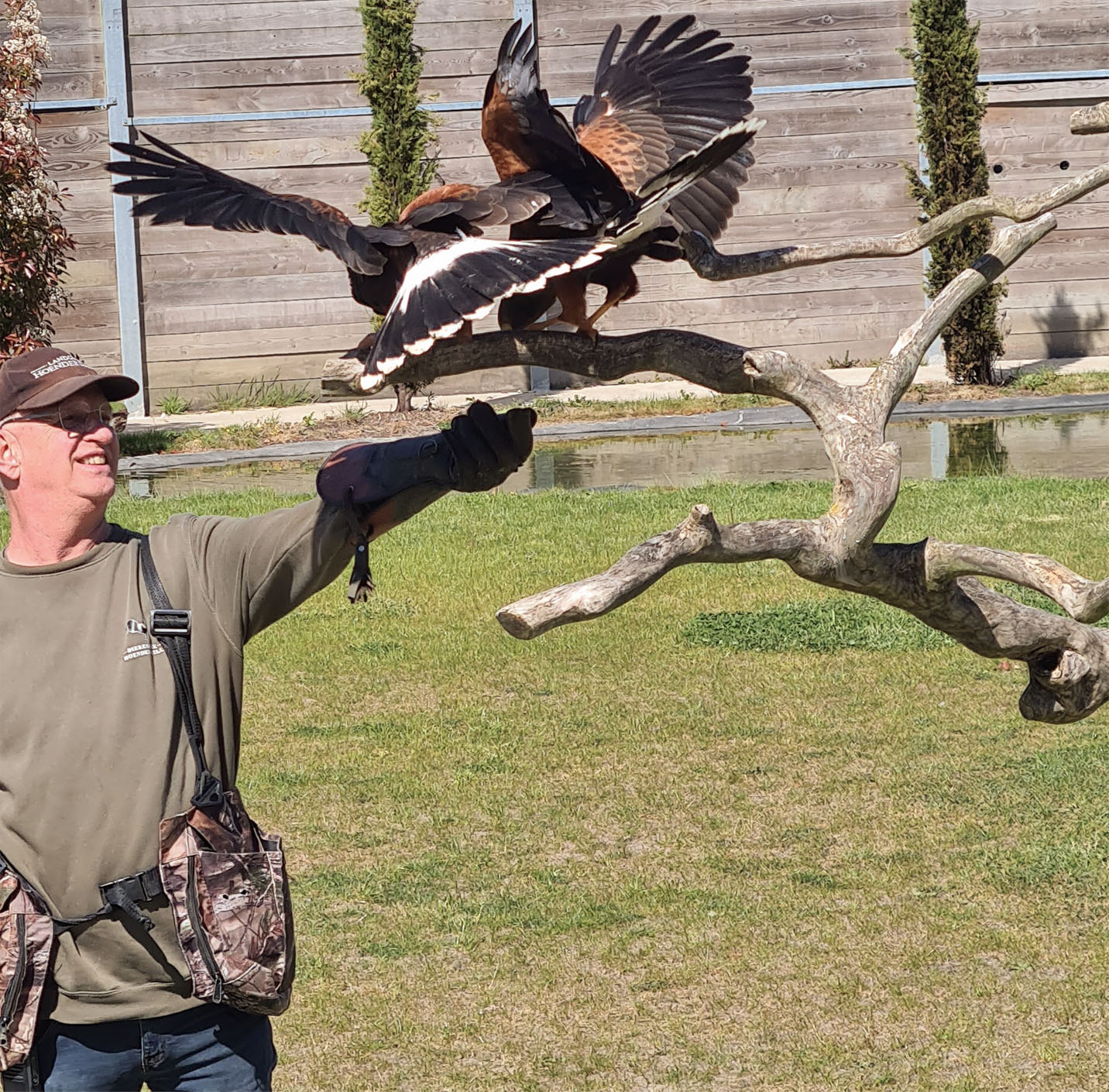 hoenderdaellroofvogelshow