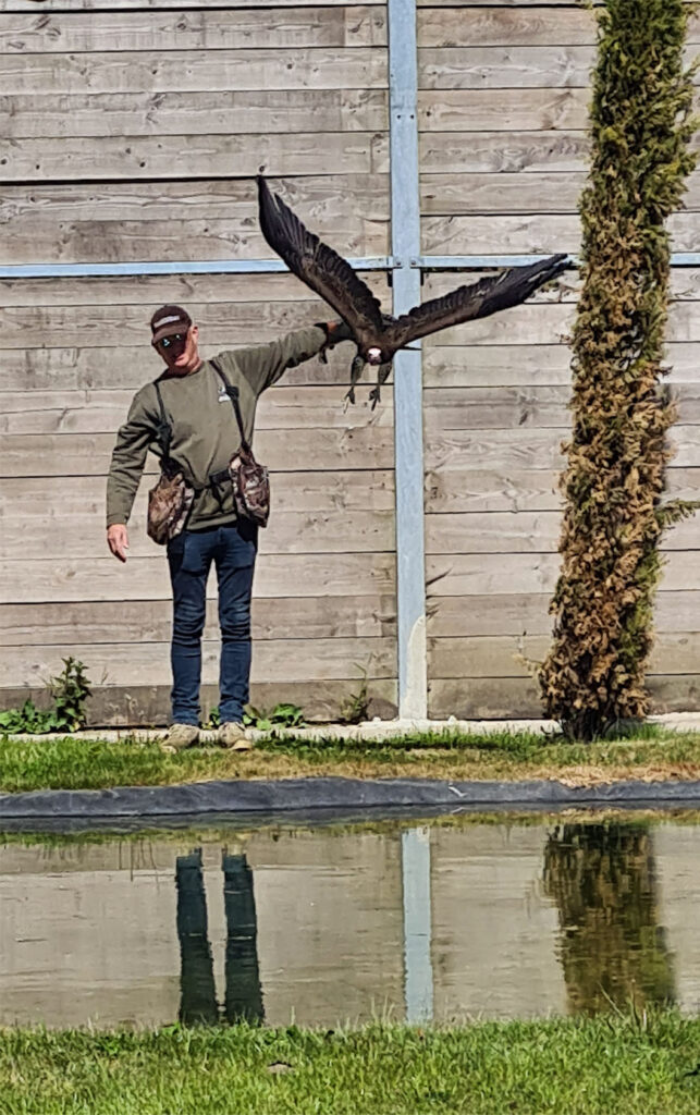 hoenderdaell vogelshow
