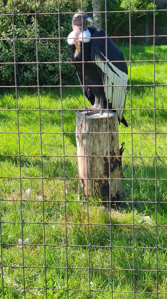 dierenparkhoenderdaell roofvogel