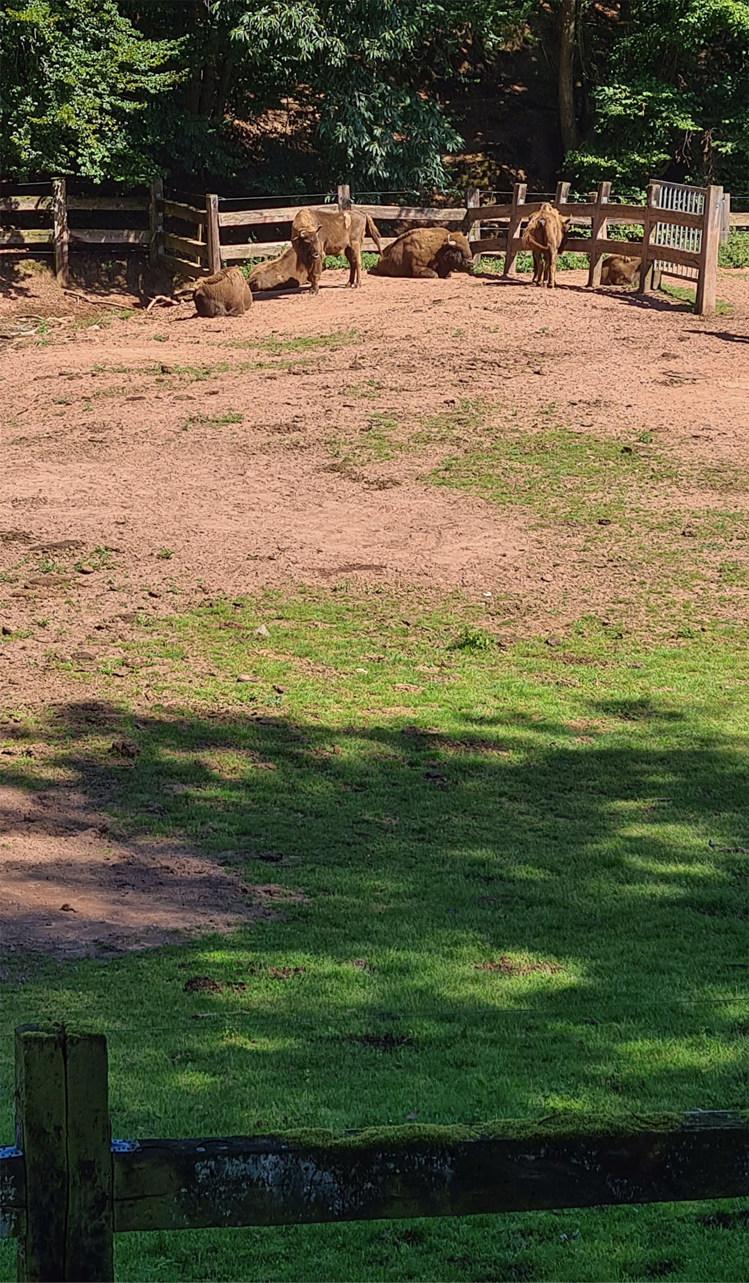 wildparksilz